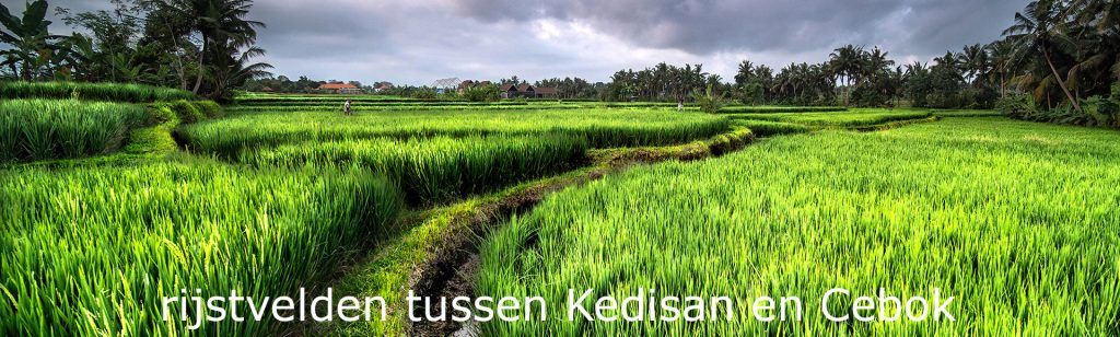 rijstvelden in bali buiten de toeristische routes