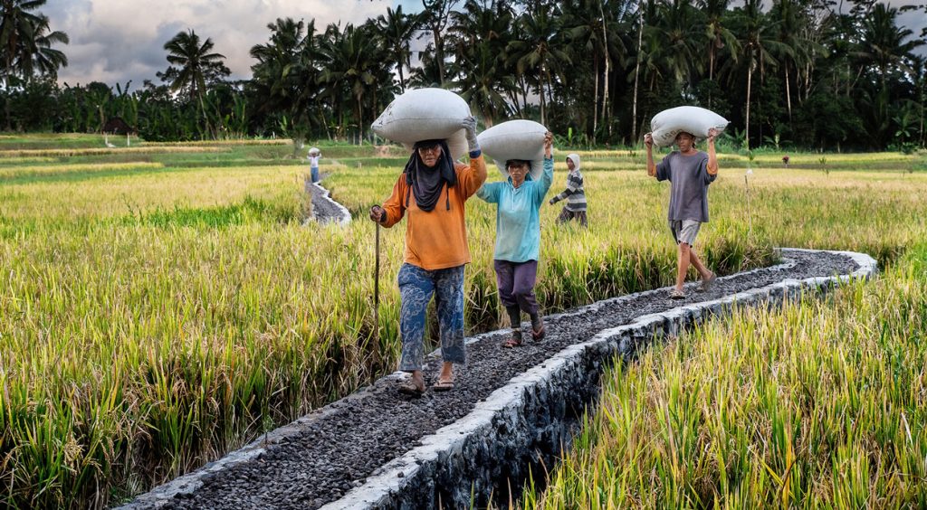 oogst op rijstvelden zonder toeristen